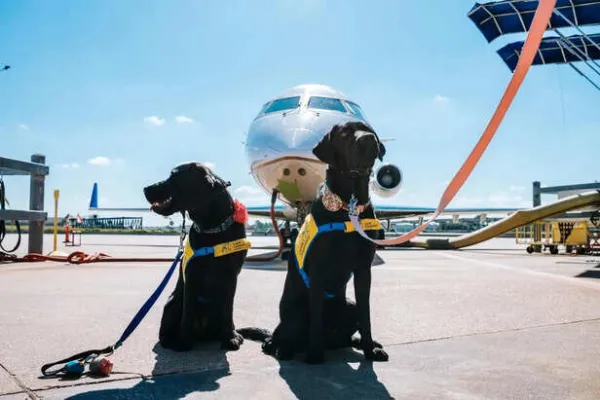 6 Pet Friendly Travel Hacks That Actually Work