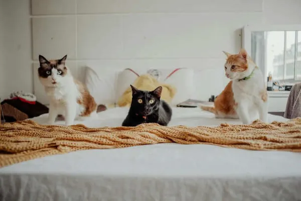 5 Cat Breeds for First Time Owners