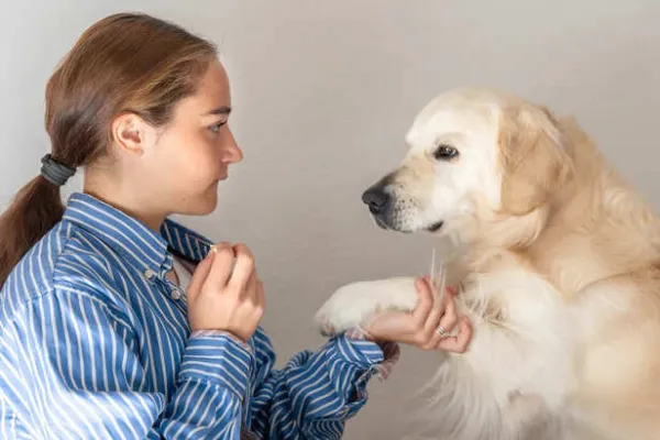 Understanding Your Pet's 4 Common Body Language