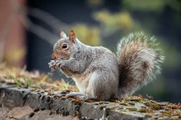 Why Rat And Squirrel Damage Looks Almost Identical