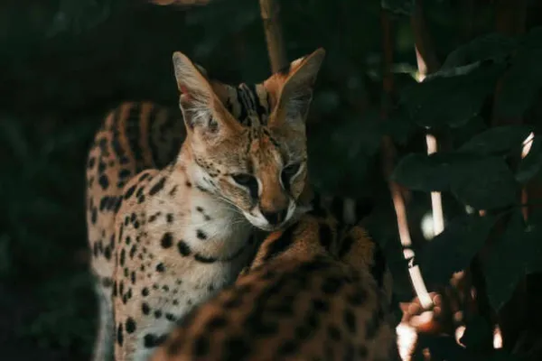 Savannah Cat: The Exotic Hybrid That Looks Wild but Lives Like a Pet