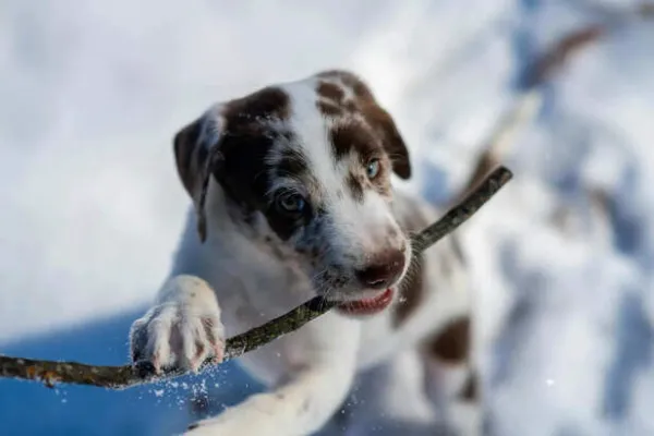 Catahoula Leopard Dog: The Colorful Hunter with Glass Eyes