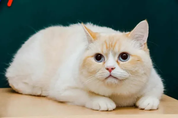 The Munchkin Cat: Cute or Controversial