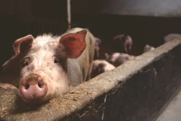 Assam: African Swine Fever Outbreak Declared in Tinsukia's Doomdooma, Pork Sale Banned for 30 Days