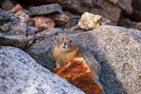 The Pika as a Pet: Ethics, Care, and Conservation