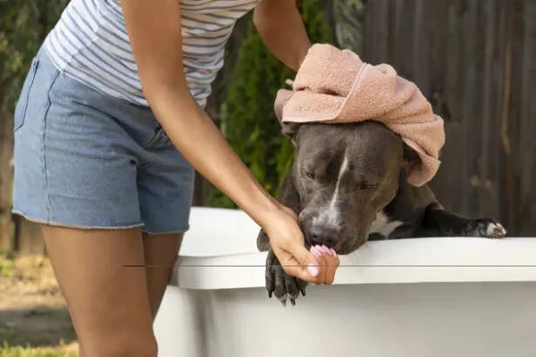 How Often Should You Bathe Your Dog ?