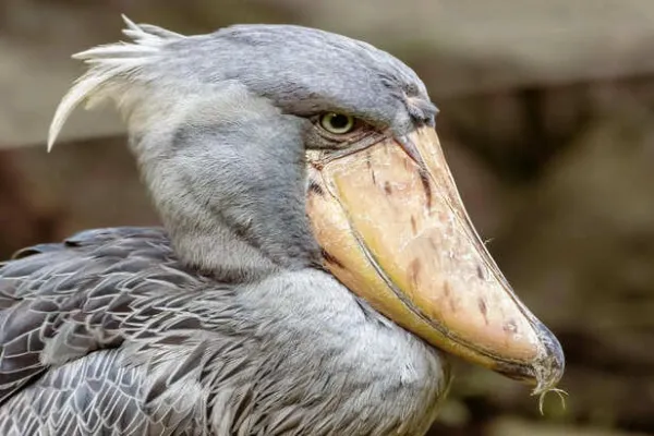The Mysterious Life of the Shoebill That Few People Ever Witness