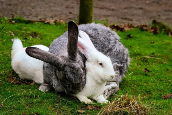 Why Rabbits Get Stressed Easily During Travel