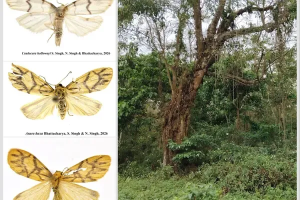 Two New Species of Lichen Moths Discovered in Indian Himalaya