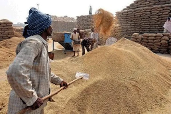 गोंदिया जिल्ह्यात १८८ धान व मका खरेदी केंद्रांना मंजुरी