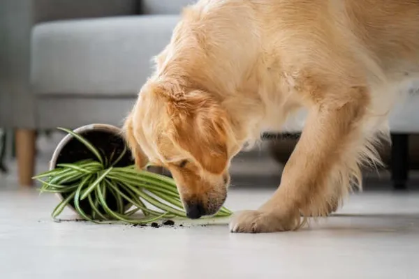 Hidden Danger: This Household Item Could Be Killing Your Dog