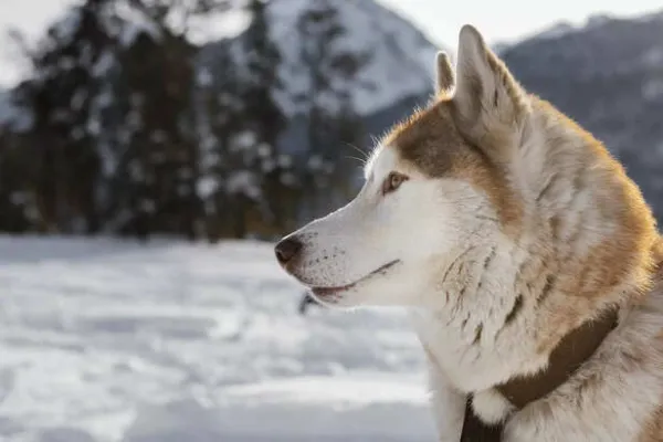 Alaskan Malamute: A Powerful Breed Built for Frozen Landscape
