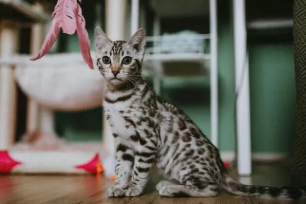 Why Is the Bengal Cat Considered Dangerous?