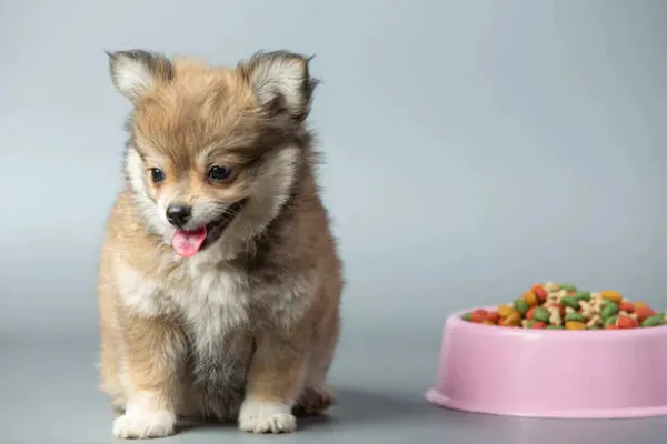 Fueling Tiny Paws: The Best Diet Tips To Help Your Growing Puppy Thrive