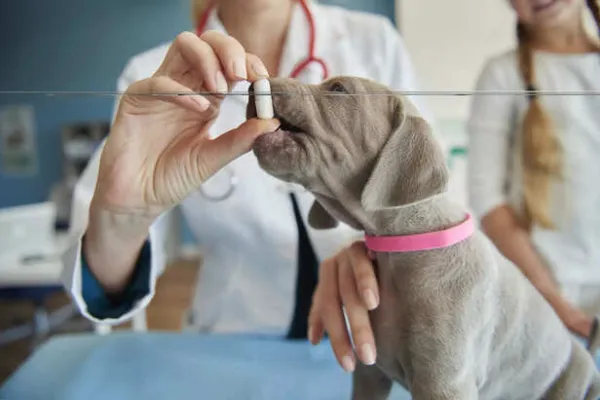 How to Choose the Right Veterinarian