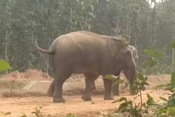 ଖୋଜି ଖୋଜି କଚାଡି ଦଳିଦେଲା ହାତୀ