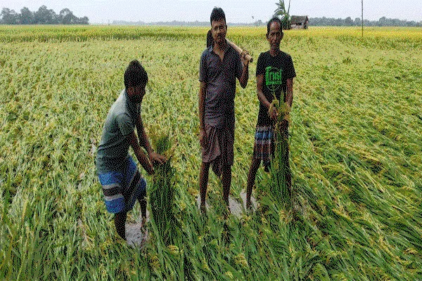 बहरागोड़ा : आंधी-बारिश में 50 एकड़ में लगी फसल बर्बाद, बिजली व्यवस्था ठप