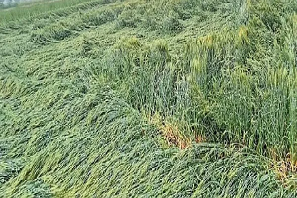 जिल्ह्यात वादळीवार्‍यासह अवकाळी पाऊस