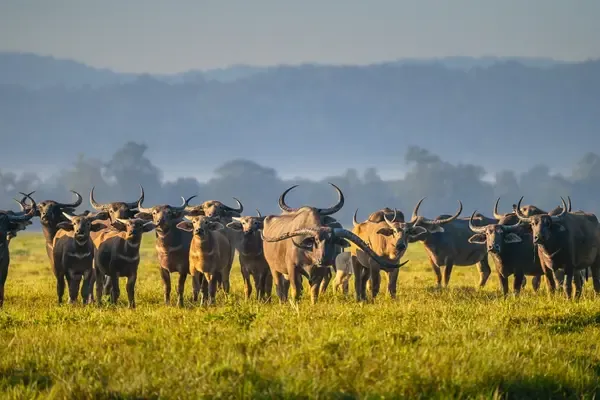 Wild Buffaloes to be Translocated to Kanha Tiger Reserve from Assam's Kaziranga After Decades