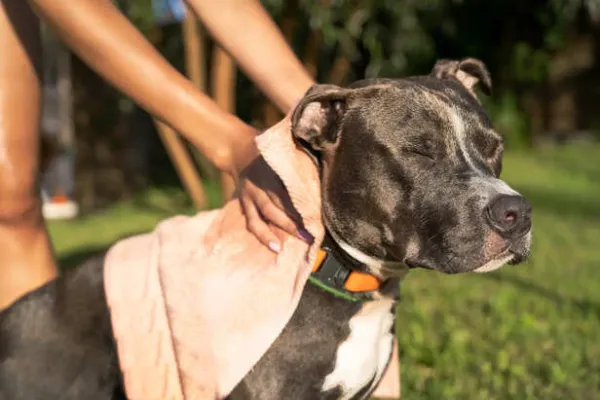 6 Shocking Reasons Your Dog Has Dry, Flaky Skin