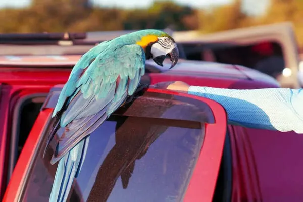 Traveling with Exotic Pets: Challenges and Joys of Uncommon Companions