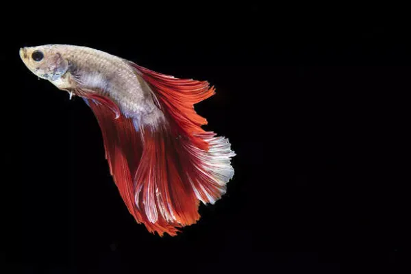 Fish Breeds That are Perfect for Kids For Caring Too