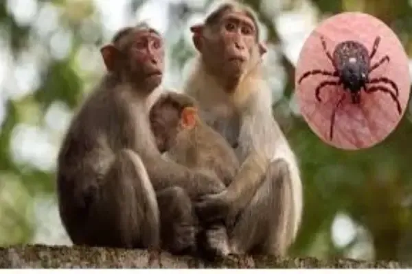 ಕೆಎಫ್‌ಡಿ ಸೋಂಕಿಗೆ ಮನ್ಮನೆ ಗ್ರಾಮದ ವೃದ್ಧ ಬಲಿ | KFD