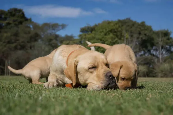 The Journey of a Lifetime: Understanding Your Dog's Life Stage