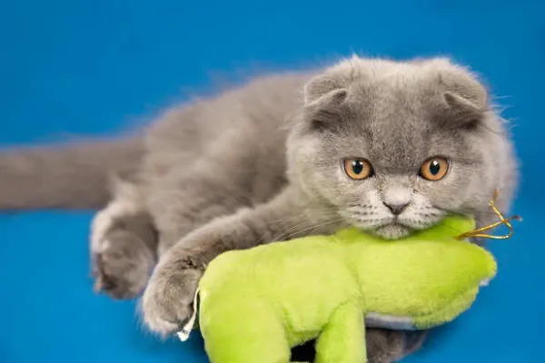 5 Interactive Cat Toys That Change Everything