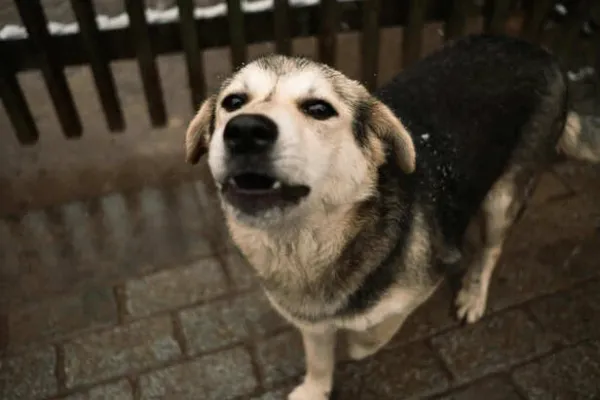 Aggression in Pets: Warning Signs Before It Escalates