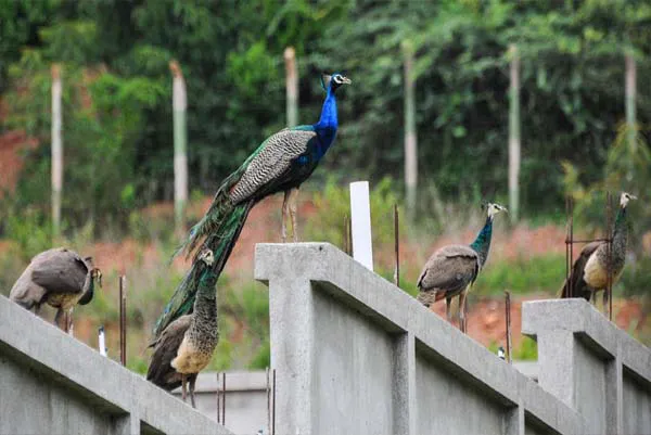 ತುಮಕೂರಿನಲ್ಲಿ ನವಿಲುಗಳ ಸಾವಿಗೆ 'H5N1' ಸೋಂಕು ಕಾರಣ! ಹಕ್ಕಿಜ್ವರದ ಆತಂಕ