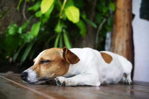 Decoding Dog Body Language: Tail, Ears, and Eyes Explained