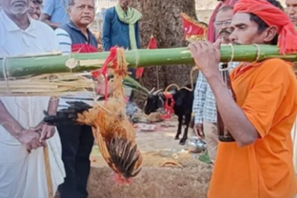 ବିଜ୍ଞାନ ଯୁଗରେ ପଣା ହାଣ୍ଡି ଓ କୁକୁଡ଼ା ପୂଜାର୍ଚ୍ଚନା