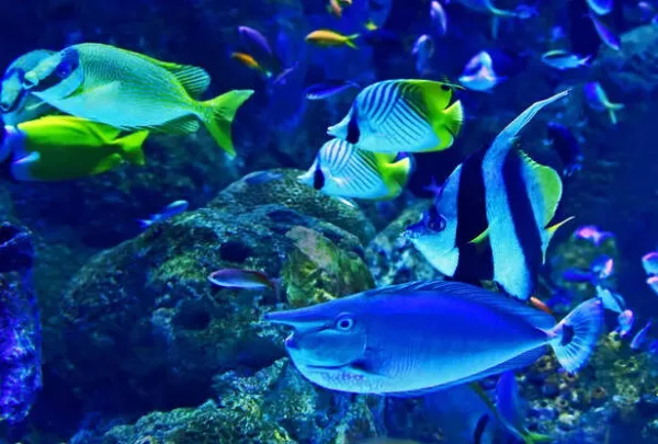 Signs Your Fish Might Be Stressed or Unhappy