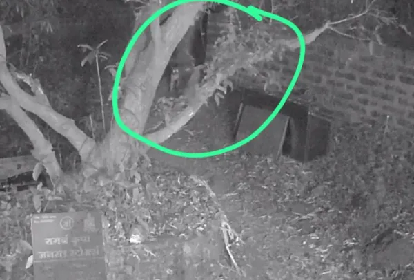 रत्नागिरीत थिबा पॅलेस परिसरात बिबट्याचा वावर; सीसीटीव्हीमध्ये थरार कैद  अँकर