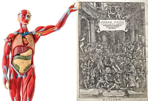 The unfinished  story of  human  anatomyNew research highlights gaps in understanding and role of variation in the human body as experts state standard anatomy is a model, not reality