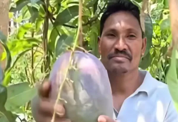 ସୁନା ନୁହେଁ ଆମ୍ବ କିଲୋ ୩ ଲକ୍ଷ ଟଙ୍କା