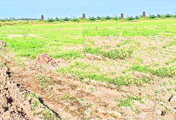 సాదాబైనామాలపై త్వరలో ప్రభుత్వం మార్గదర్శకాలు !