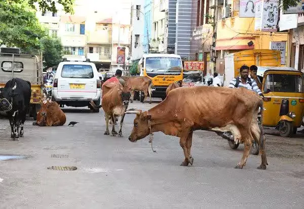 சென்னை புறநகரில் தொடரும் மாடு திருட்டு.அச்சத்தில் கால்நடை விவசாயிகள்.