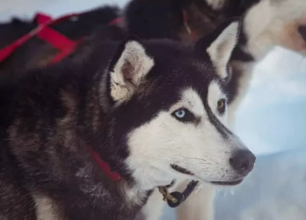 Siberian Husky: The Ultimate Snow Dog of the Arctic