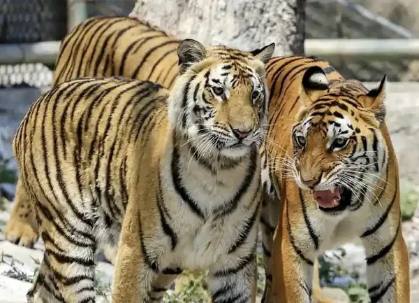 Assam: Kaziranga National Park Ranks Third Globally in Tiger Density, says Survey