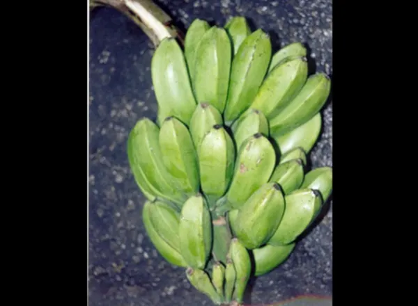 Nagaland University study highlights wild banana's role in climate-resilient farming