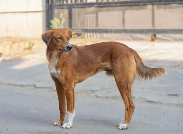 Indian Pariah Dog: The Most Underrated Native Breed