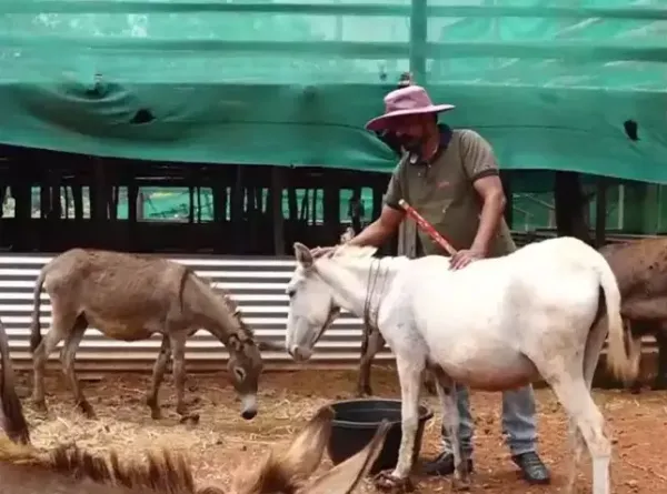 The most expensive milk in the world