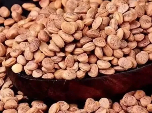चिरौंजी खाने के 5 जबरदस्त फायदे", जिन्हें जानकर रह जाएंगे हैरान...
