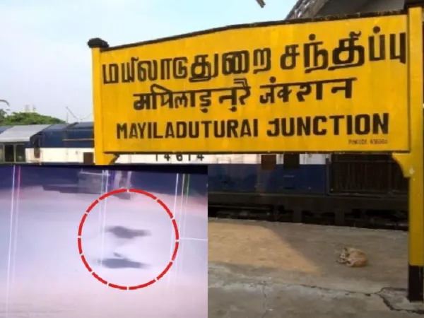 மயிலாடுதுறையில் சிறுத்தை நடமாட்டம். அச்சத்தில் மக்கள்: வனத்துறை கண்காணிப்பு தீவிரம்!
