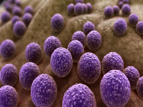 Study sheds light on how microbiome bacteria adapt to humans via transmission