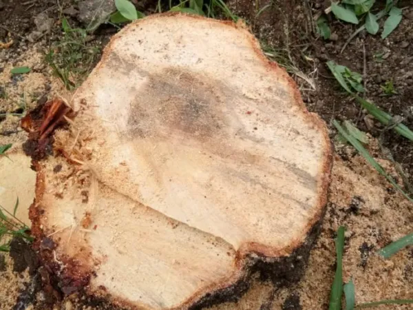 धक्कादायक ! चोरटयांनी घरासमोरुन चंदनाच्या झाडाचे खोड नेले कापुन