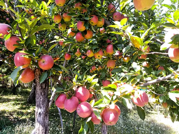 India-New Zealand FTA: Rathore flags threat to apple growers