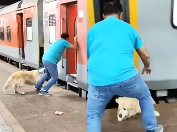 Viral Video: Owner's Train Rush Nearly Kills Dog